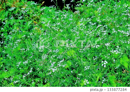 7月の上田太郎山の縦走と花々　　　信州の山々　　　信州の風景 133877284