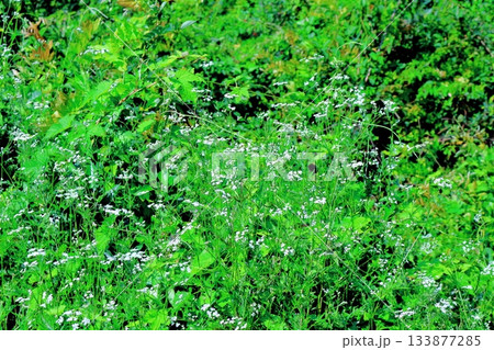 7月の上田太郎山の縦走と花々　　　信州の山々　　　信州の風景 133877285