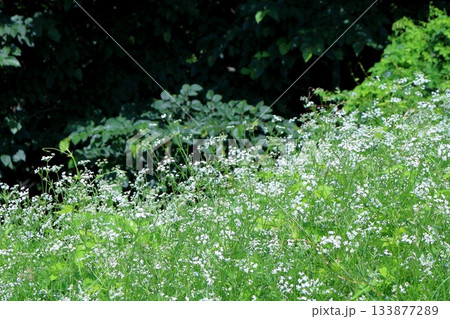 7月の上田太郎山の縦走と花々 信州の山々 信州の風景 7月の上田太郎山の縦走と花々 信州の山々 信州の風景 133877289
