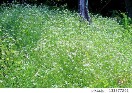 7月の上田太郎山の縦走と花々 信州の山々 信州の風景 7月の上田太郎山の縦走と花々 信州の山々 信州の風景 133877291