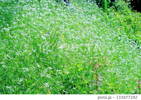 7月の上田太郎山の縦走と花々 信州の山々 信州の風景 7月の上田太郎山の縦走と花々 信州の山々 信州の風景 133877292