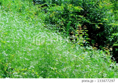7月の上田太郎山の縦走と花々 信州の山々 信州の風景 7月の上田太郎山の縦走と花々 信州の山々 信州の風景 133877297