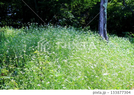 7月の上田太郎山の縦走と花々 信州の山々 信州の風景 7月の上田太郎山の縦走と花々 信州の山々 信州の風景 133877304