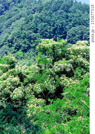 7月の上田太郎山の縦走と花々 信州の山々 信州の風景 7月の上田太郎山の縦走と花々 信州の山々 信州の風景 133877318