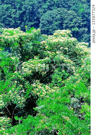 7月の上田太郎山の縦走と花々 信州の山々 信州の風景 7月の上田太郎山の縦走と花々 信州の山々 信州の風景 133877324