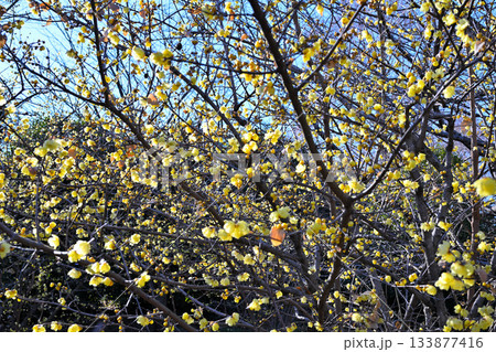 満開のロウバイ　冬の季節　　 133877416