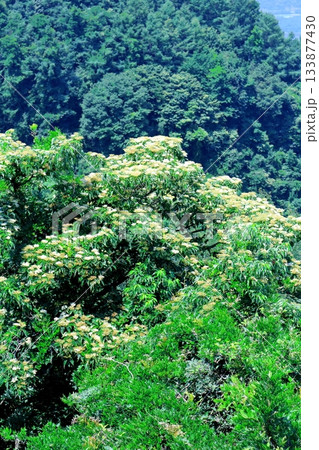 7月の上田太郎山の縦走と花々 信州の山々 信州の風景 7月の上田太郎山の縦走と花々 信州の山々 信州の風景 133877430