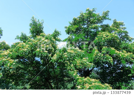 7月の上田太郎山の縦走と花々 信州の山々 信州の風景 7月の上田太郎山の縦走と花々 信州の山々 信州の風景 133877439