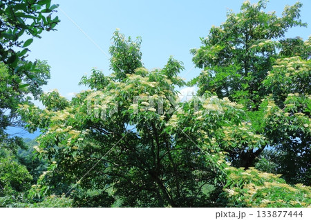 7月の上田太郎山の縦走と花々 信州の山々 信州の風景 7月の上田太郎山の縦走と花々 信州の山々 信州の風景 133877444