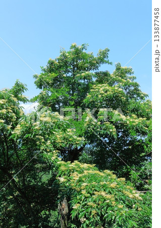 7月の上田太郎山の縦走と花々　　　信州の山々　　　信州の風景 133877458