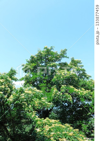 7月の上田太郎山の縦走と花々 信州の山々 信州の風景 7月の上田太郎山の縦走と花々 信州の山々 信州の風景 133877459