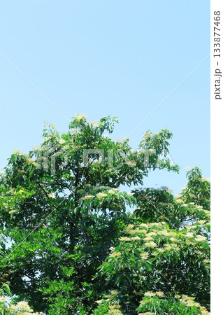 7月の上田太郎山の縦走と花々　　　信州の山々　　　信州の風景 133877468