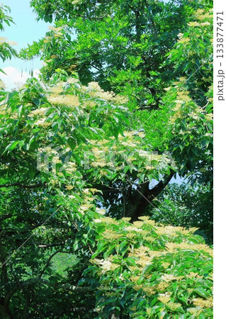 7月の上田太郎山の縦走と花々 信州の山々 信州の風景 7月の上田太郎山の縦走と花々 信州の山々 信州の風景 133877471