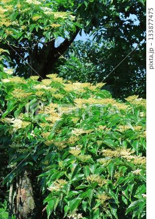 7月の上田太郎山の縦走と花々 信州の山々 信州の風景 7月の上田太郎山の縦走と花々 信州の山々 信州の風景 133877475