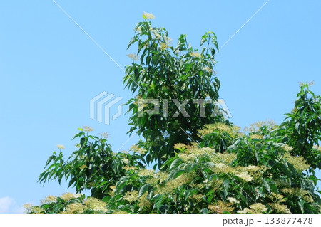 7月の上田太郎山の縦走と花々　　　信州の山々　　　信州の風景 133877478