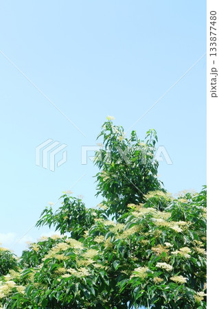 7月の上田太郎山の縦走と花々 信州の山々 信州の風景 7月の上田太郎山の縦走と花々 信州の山々 信州の風景 133877480