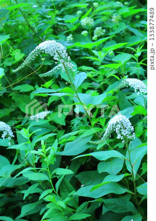 7月の上田太郎山の縦走と花々　　　信州の山々　　　信州の風景 133877489