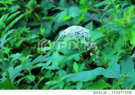 7月の上田太郎山の縦走と花々　　　信州の山々　　　信州の風景 133877506