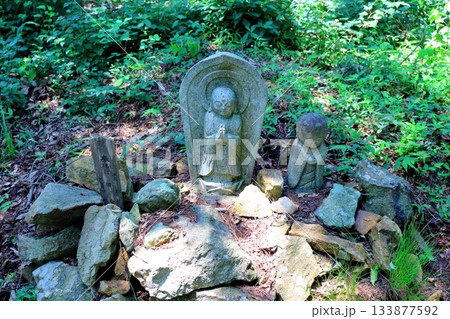 7月の上田太郎山の縦走と花々 信州の山々 信州の風景 7月の上田太郎山の縦走と花々 信州の山々 信州の風景 133877592