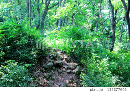 7月の上田太郎山の縦走と花々 信州の山々 信州の風景 7月の上田太郎山の縦走と花々 信州の山々 信州の風景 133877601