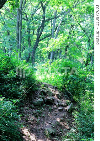 7月の上田太郎山の縦走と花々 信州の山々 信州の風景 7月の上田太郎山の縦走と花々 信州の山々 信州の風景 133877603