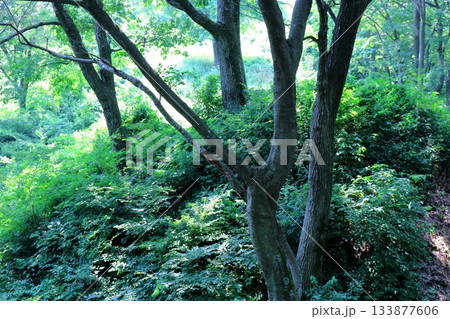 7月の上田太郎山の縦走と花々 信州の山々 信州の風景 7月の上田太郎山の縦走と花々 信州の山々 信州の風景 133877606