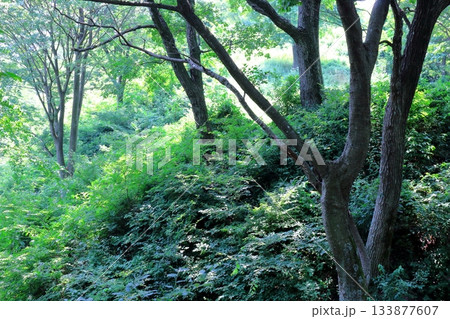 7月の上田太郎山の縦走と花々 信州の山々 信州の風景 7月の上田太郎山の縦走と花々 信州の山々 信州の風景 133877607