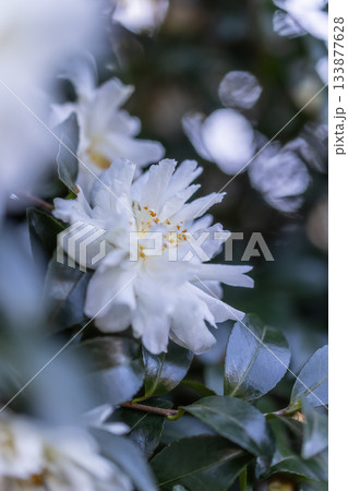 白いバイカウツギの花 白いバイカウツギの花 133877628