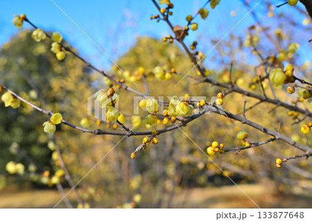 満開のロウバイ　冬の季節　　 133877648
