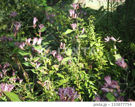 ホトトギス 133877754