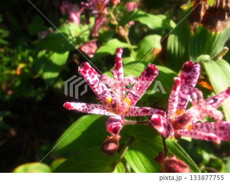 ホトトギス 133877755