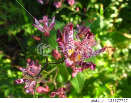 ホトトギス 133877757