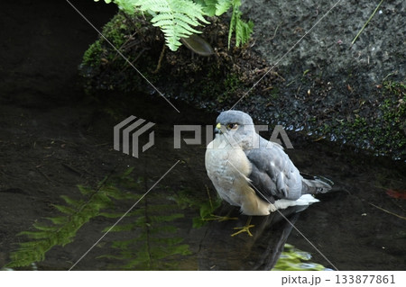 太田黒公園に来たツミ 133877861