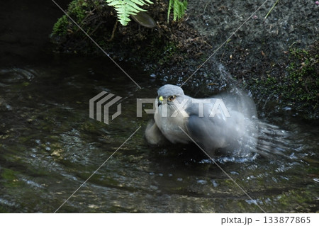 太田黒公園に来たツミ 133877865