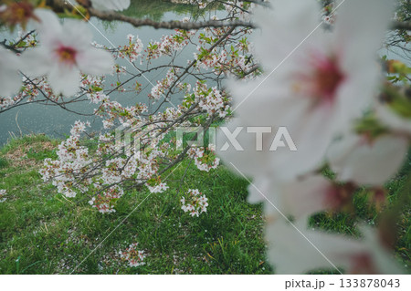 川沿いの桜並木 133878043