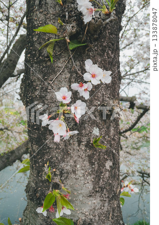 川沿いの桜並木 川沿いの桜並木 133878047