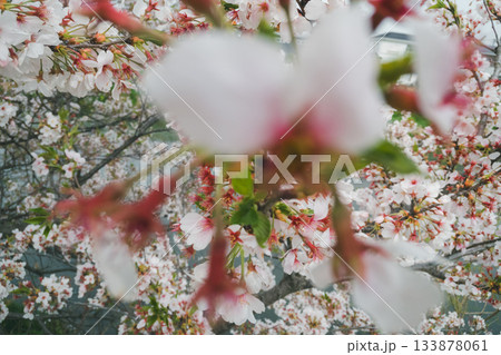 川沿いの桜の木 133878061