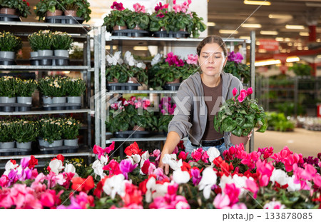 Girl works as auxiliary worker in plant store warehouse, review cyclamen Girl works as auxiliary worker in plant store warehouse, review cyclamen 133878085