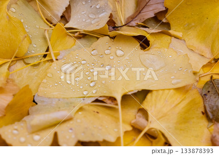 雨上がりの晩秋風景 雨上がりの晩秋風景 133878393