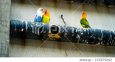 Colorful photo of lovebirds in captivity These brightly colored small birds attract many bird lovers due to their extraordinary loyalty to their mates. Colorful photo of lovebirds in captivity These brightly colored small birds attract many bird lovers due to their extraordinary loyalty to their mates. 133879262