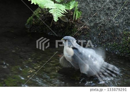 太田黒公園に来たツミ 133879291