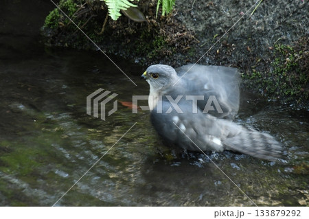 太田黒公園に来たツミ 太田黒公園に来たツミ 133879292