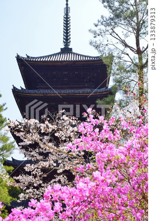 春の京都・仁和寺 133879313