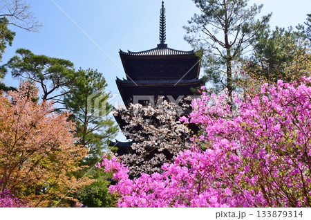 春の京都・仁和寺 春の京都・仁和寺 133879314