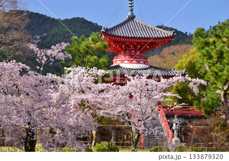 春の京都・大覚寺　桜の季節 133879320