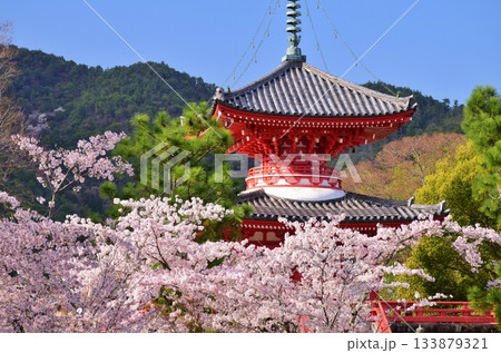 春の京都・大覚寺　桜の季節 133879321