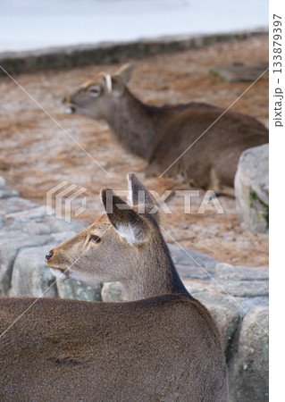 横向く宮島の鹿 133879397