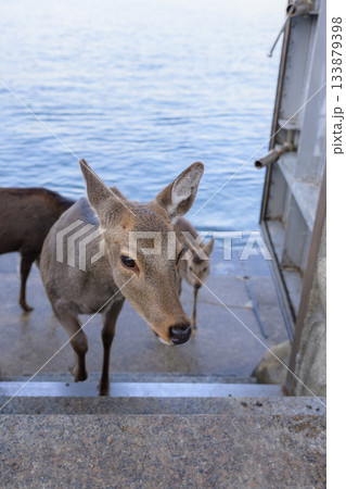 海から上がる宮島の鹿 133879398