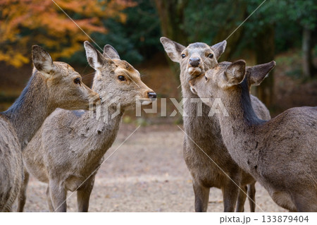 宮島の鹿の群れ 133879404