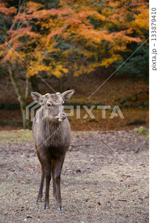 宮島の鹿と紅葉 133879410